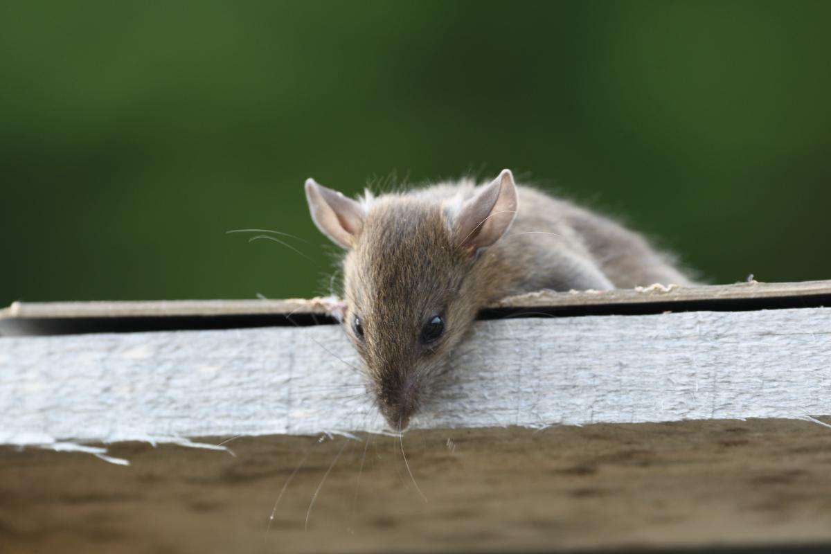 ネズミの害虫駆除徹底ガイド！効果的な駆除方法と家庭でできる対策 #害虫駆除ネズミ #害虫駆除 #ネズミ