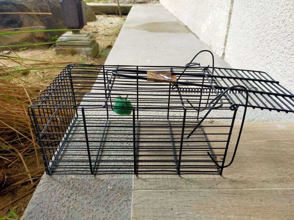 新板橋駅周辺での害虫駆除の効果的な対策と後悔しない業者選びのコツ